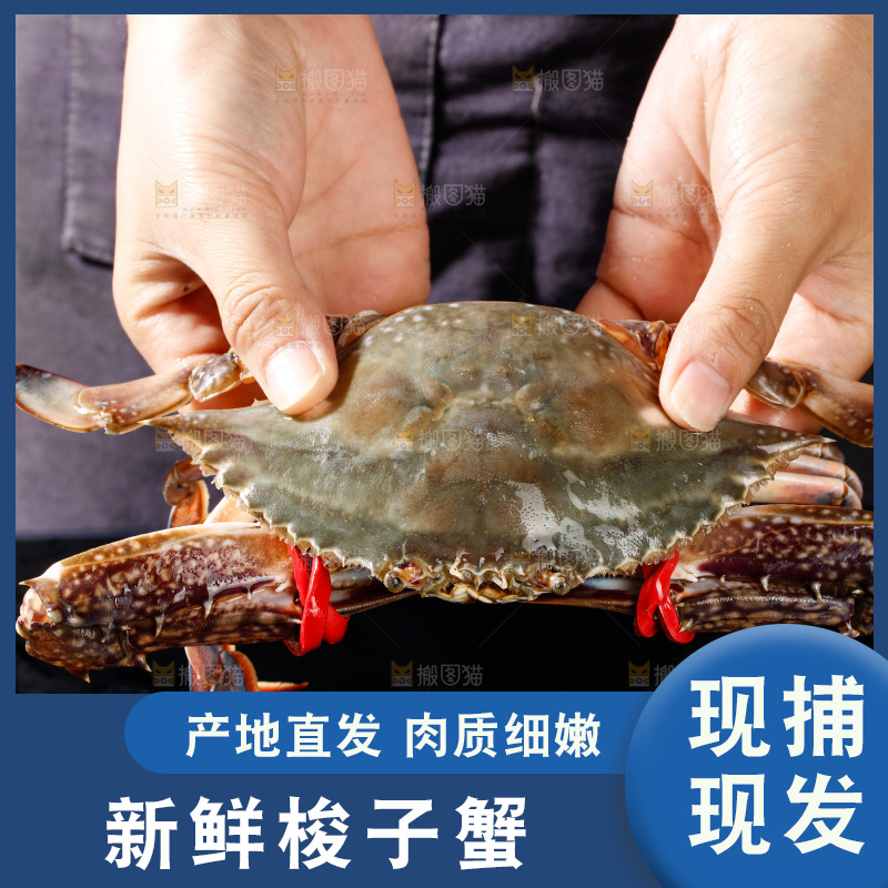 梭子蟹