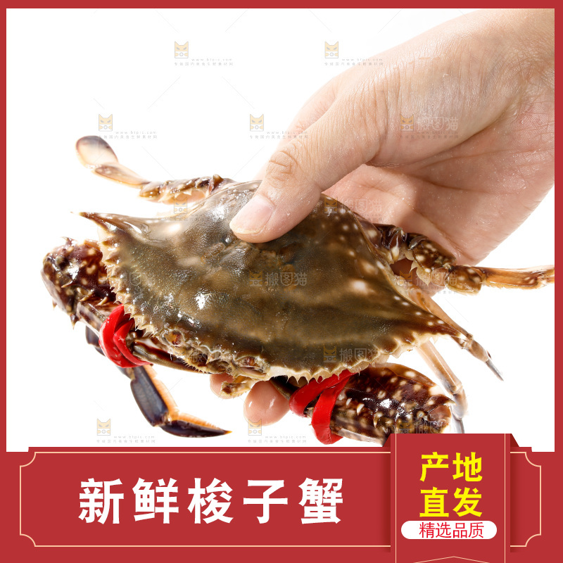 梭子蟹