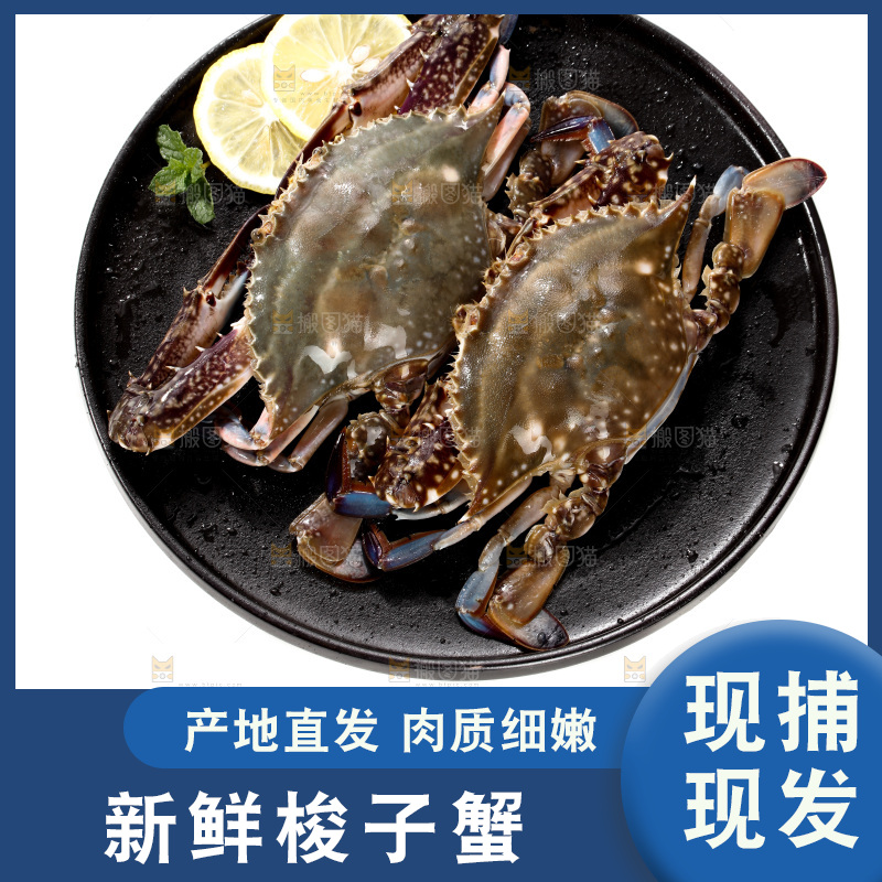 梭子蟹