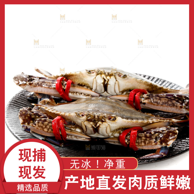 梭子蟹