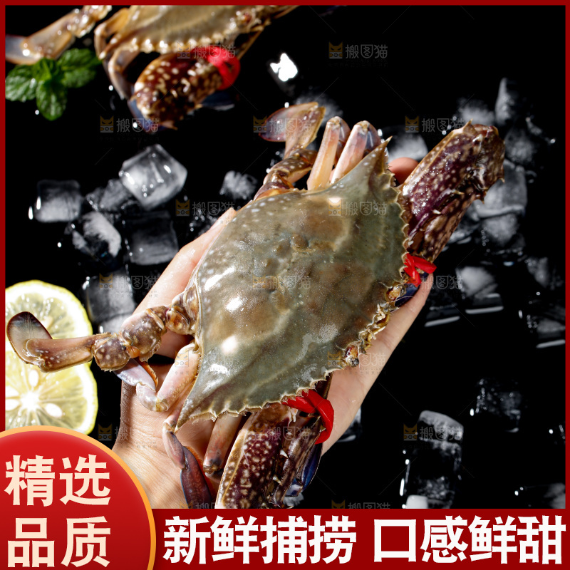 梭子蟹