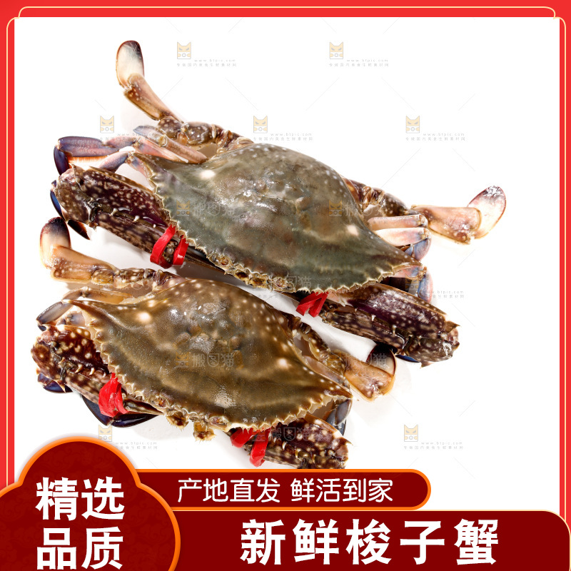 梭子蟹