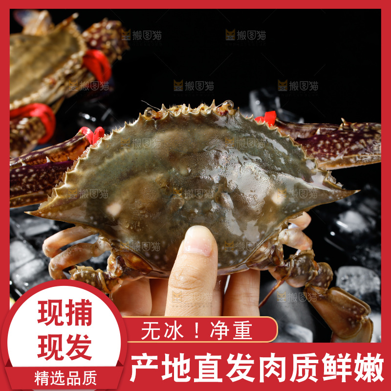 梭子蟹