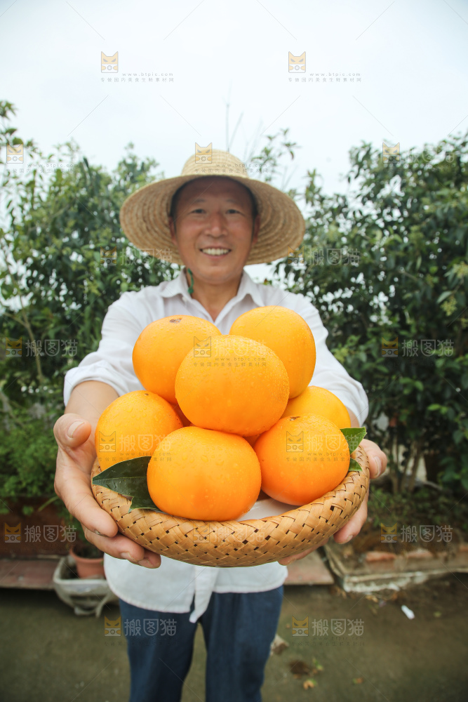 五原黄柿子