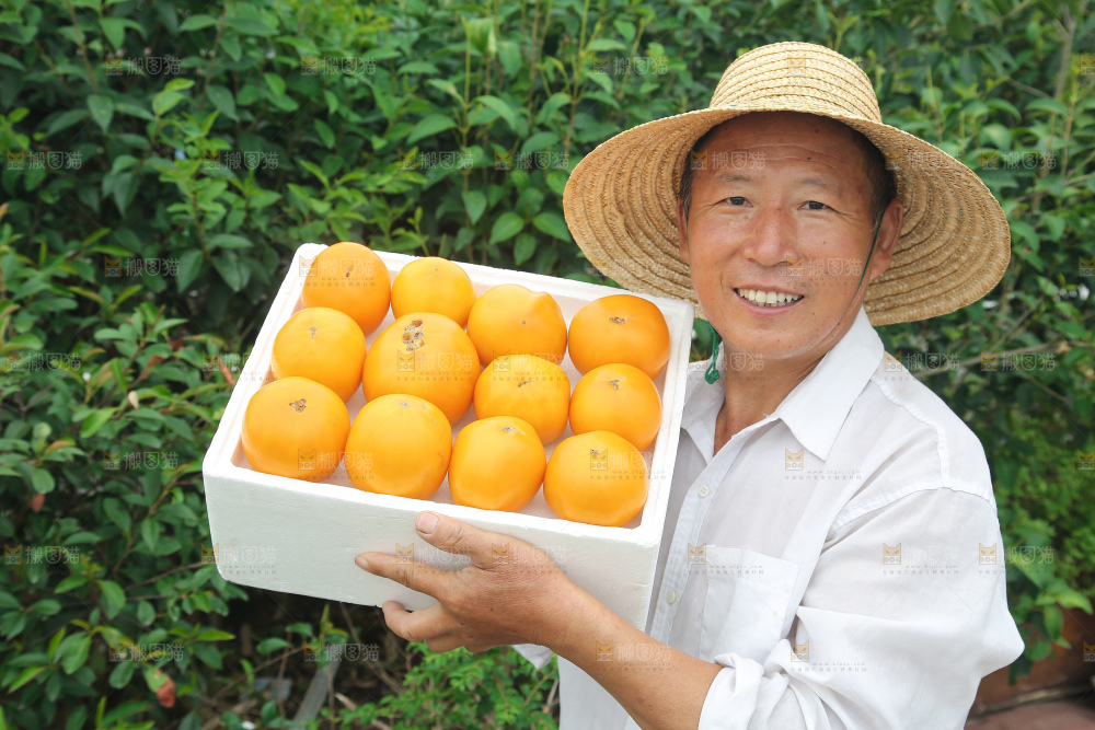 五原黄柿子
