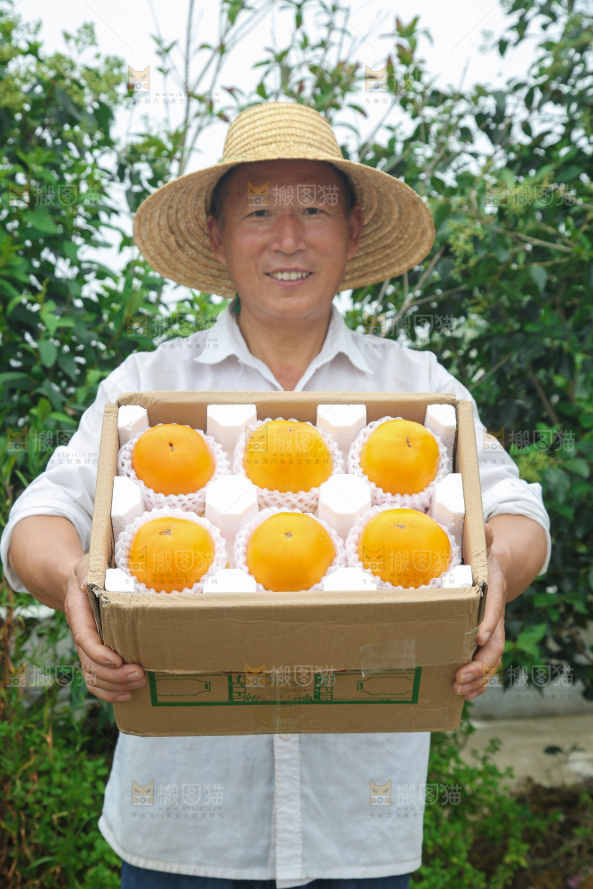 五原黄柿子