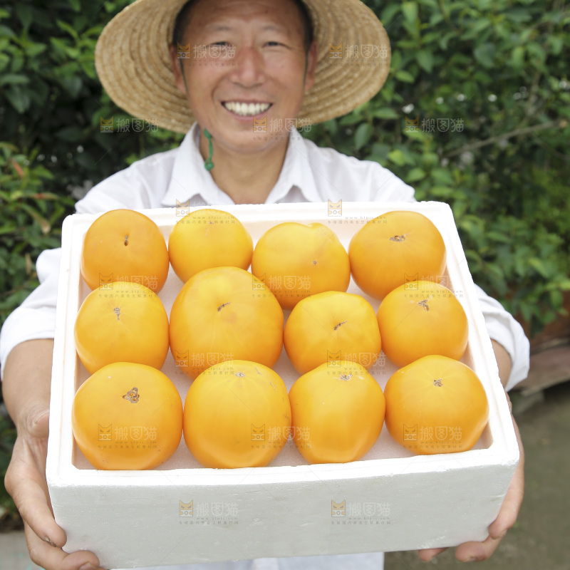 五原黄柿子
