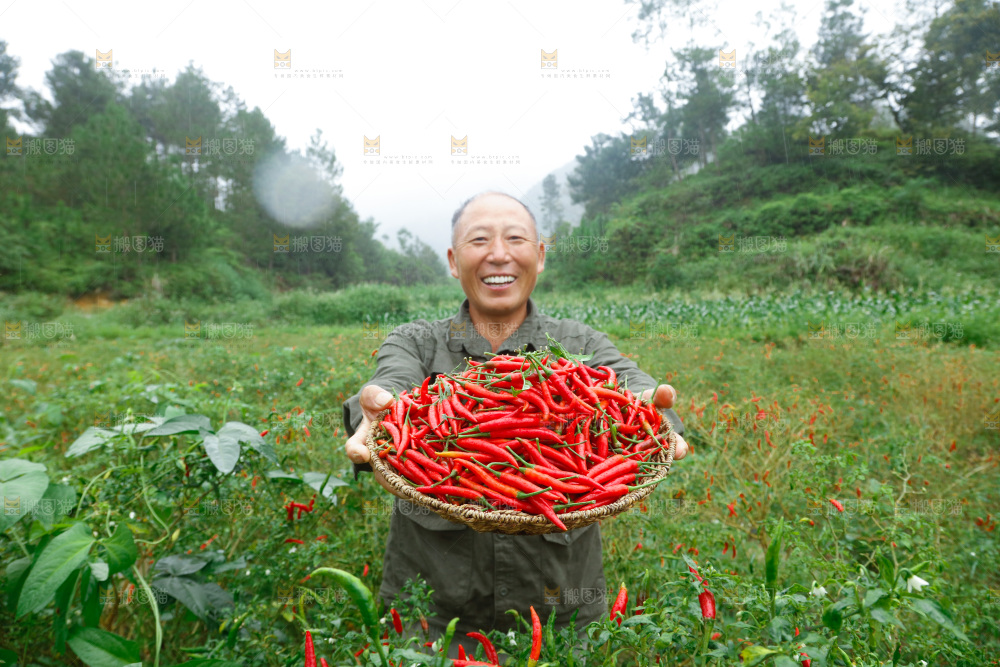 小米辣采摘