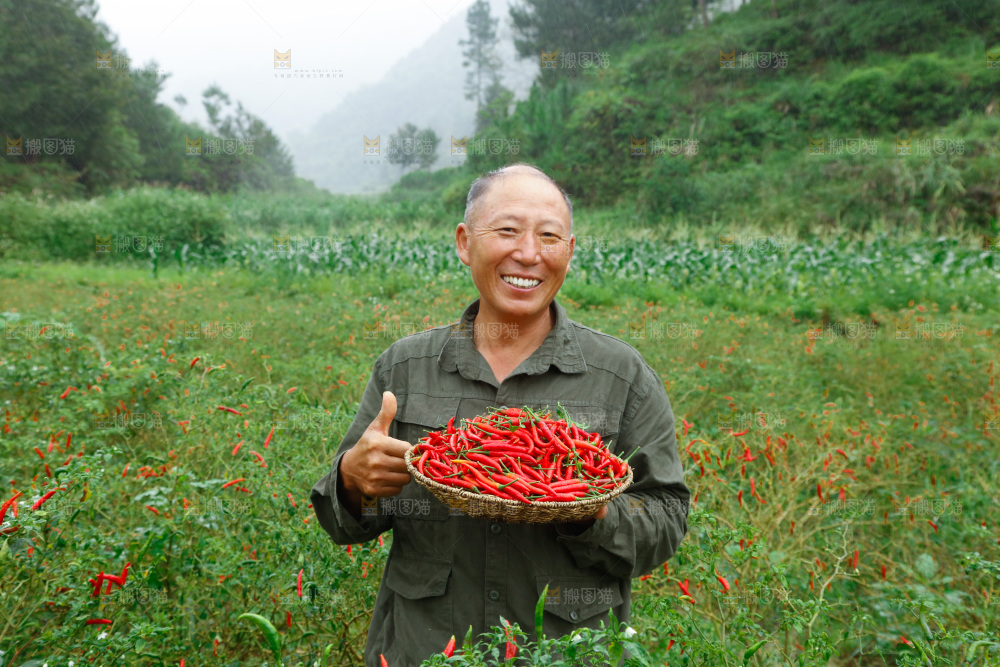 小米辣采摘