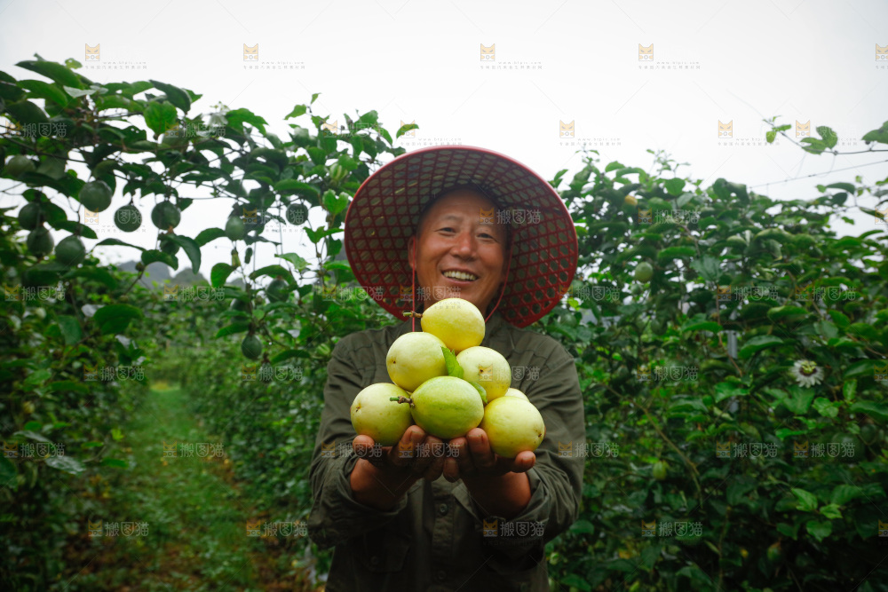 百香果产地