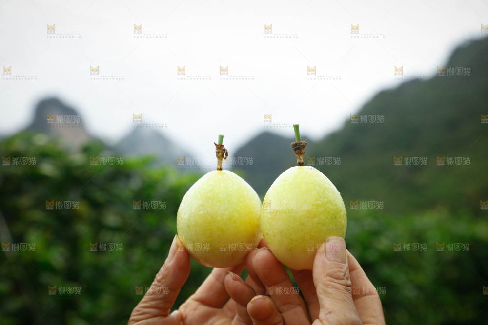 百香果产地