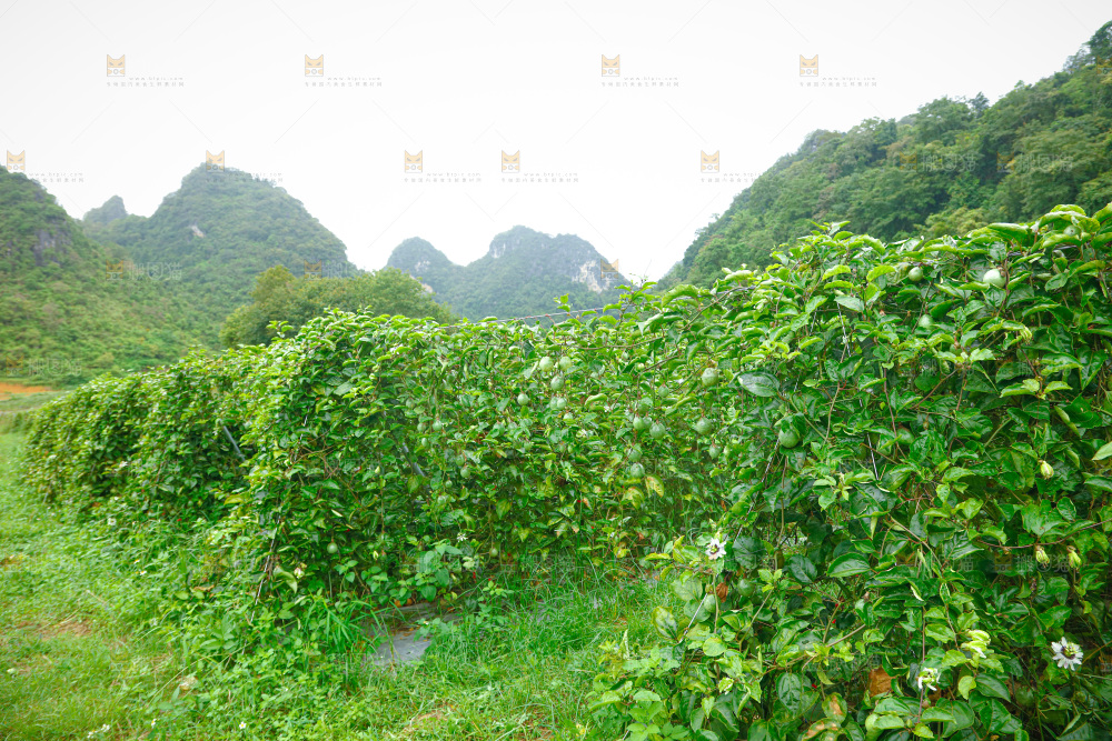 百香果产地