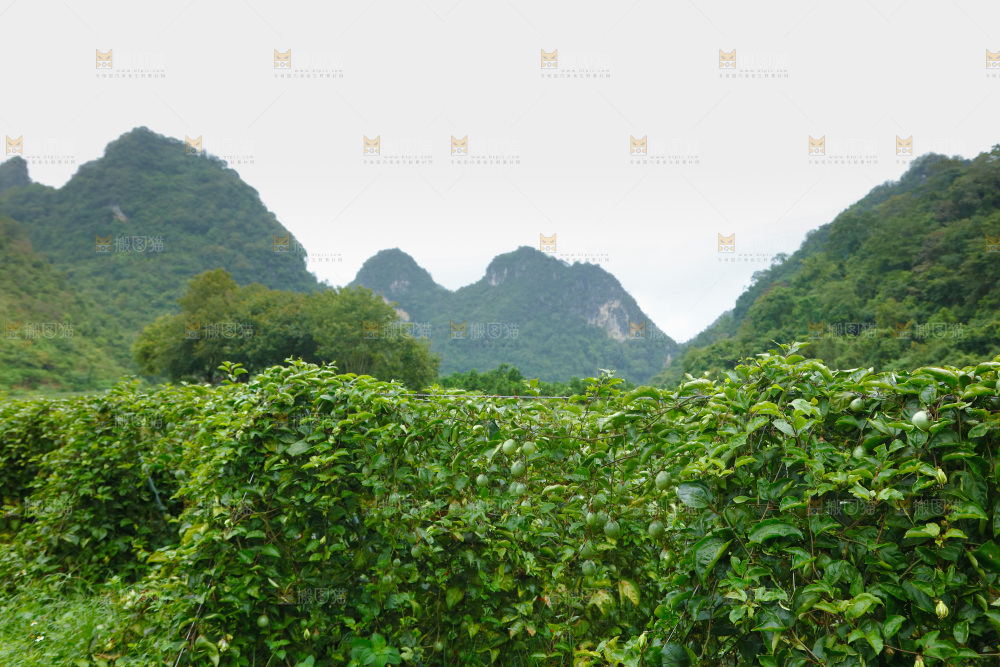 百香果产地