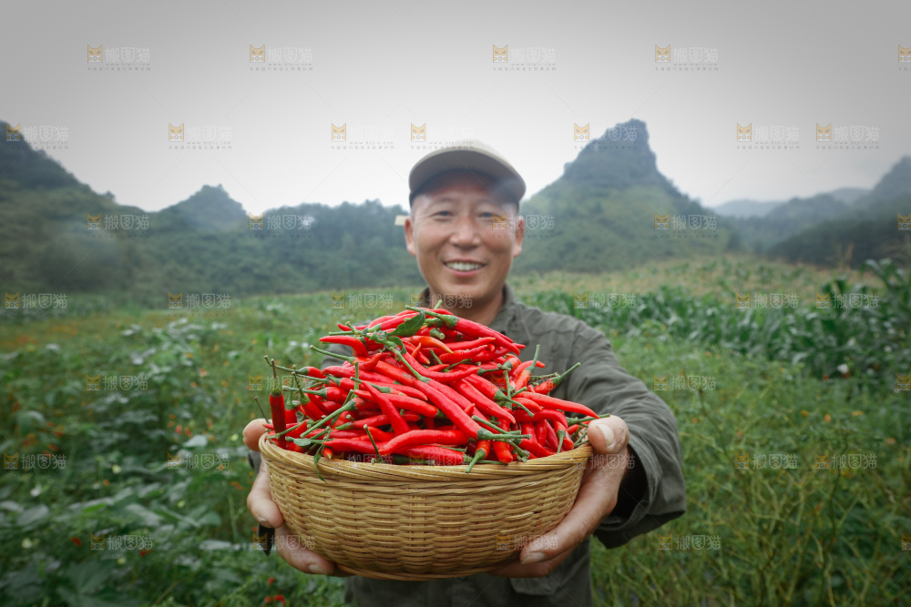 小米辣采摘