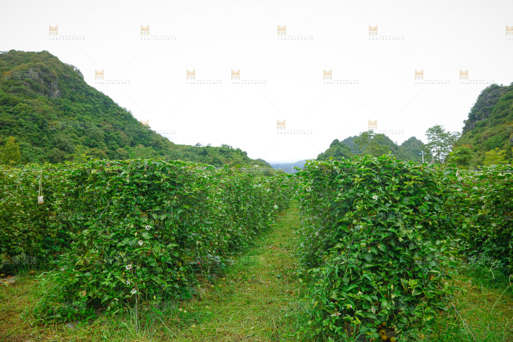 百香果产地