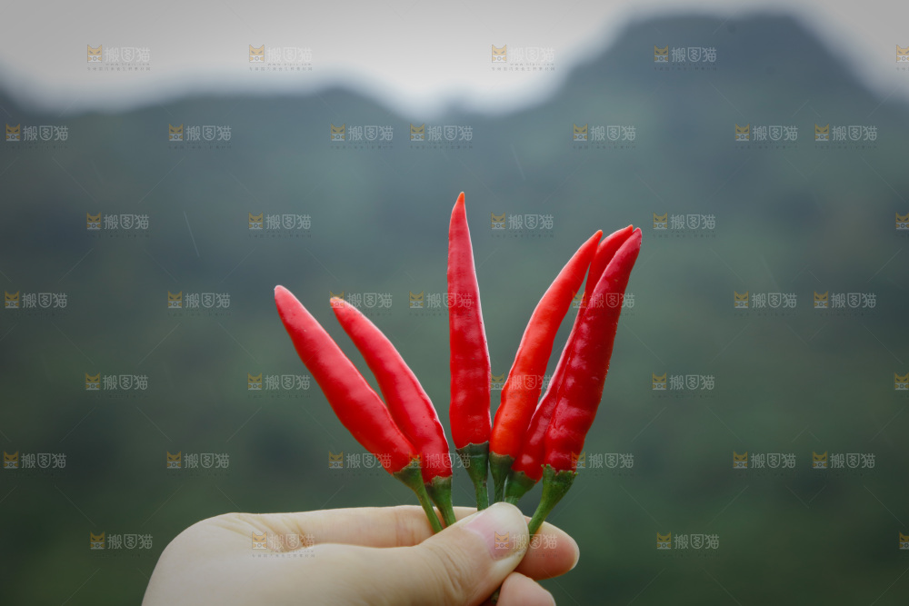 小米辣采摘