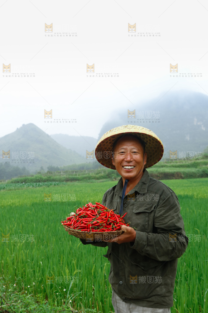 小米辣采摘