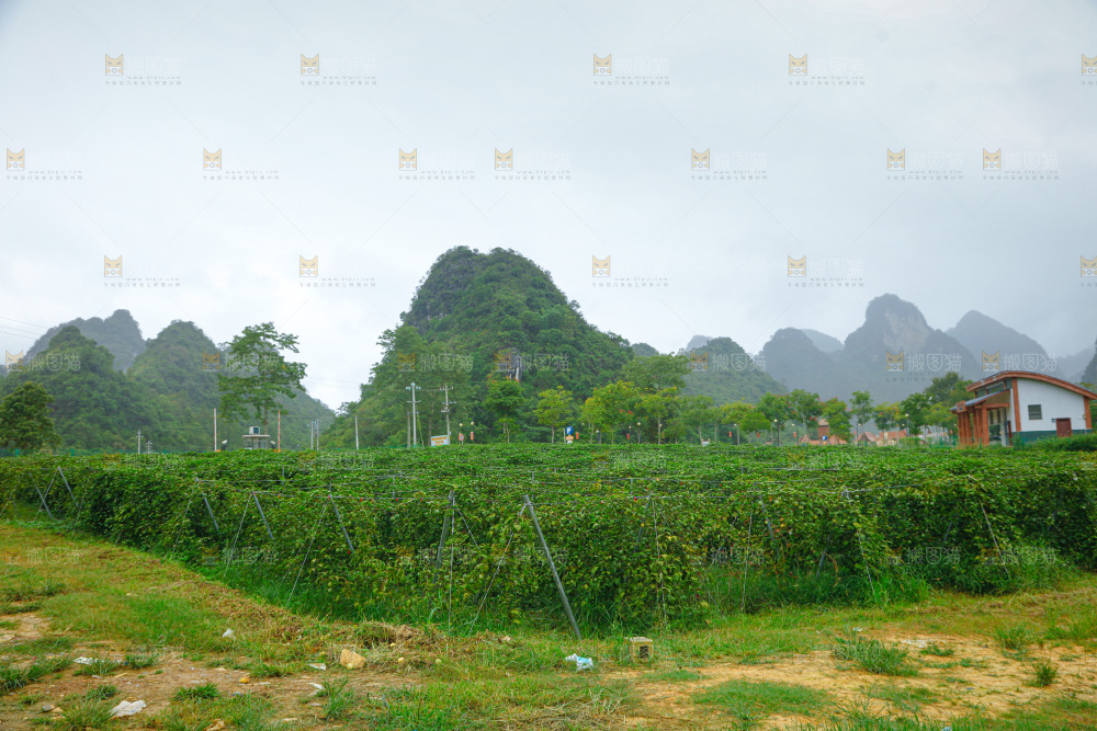 百香果产地