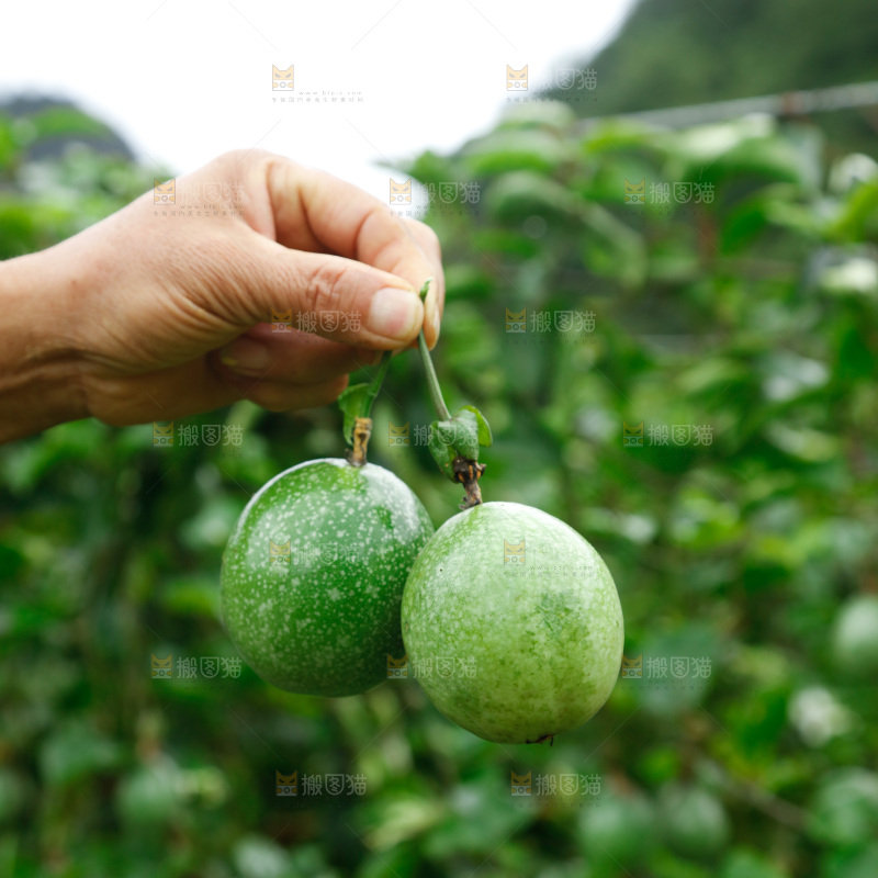 百香果产地