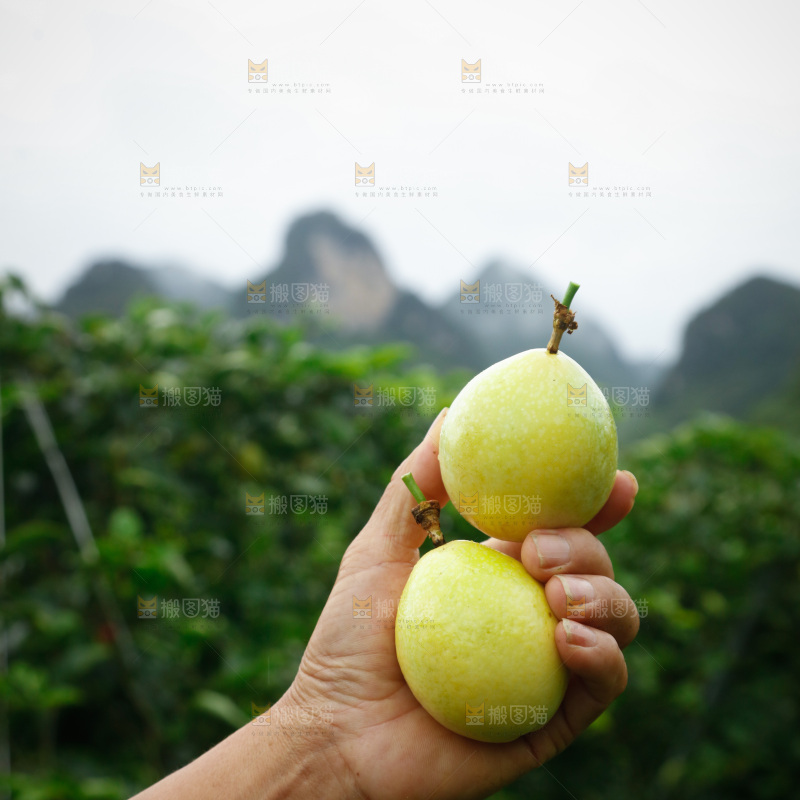 百香果产地