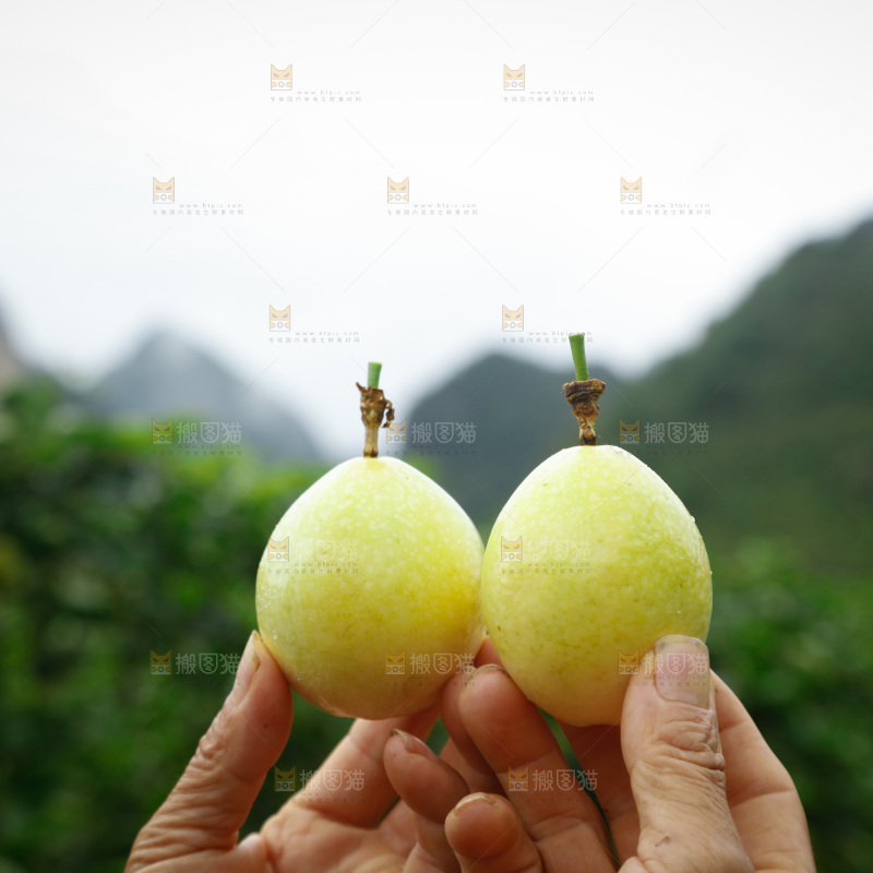 百香果产地