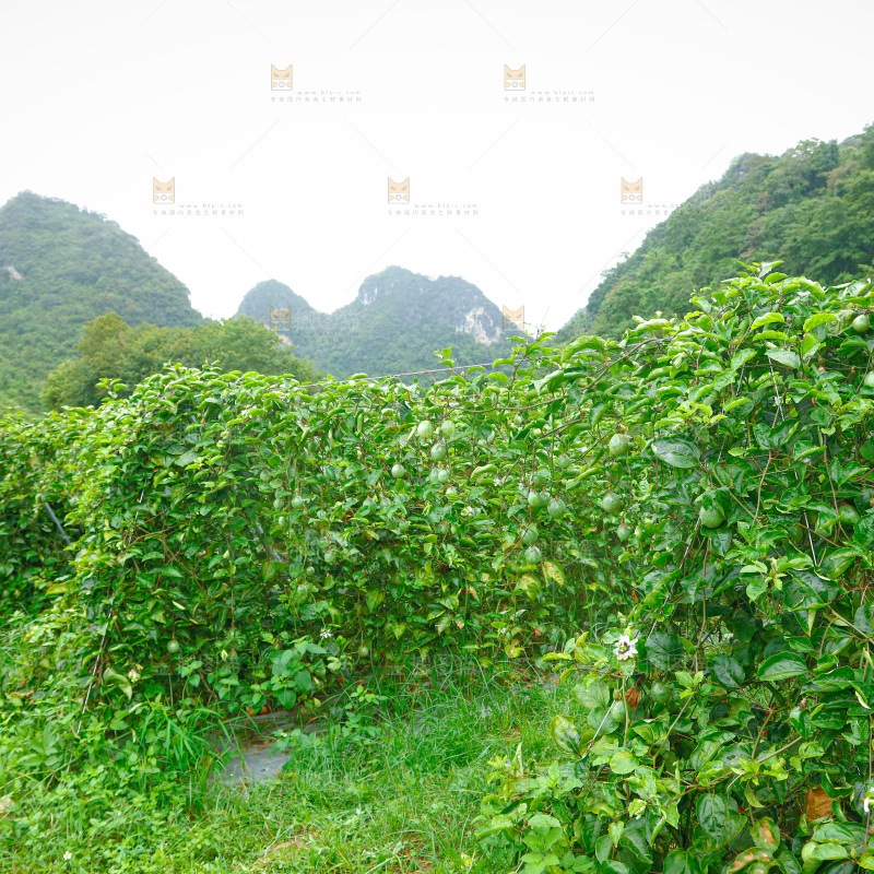 百香果产地