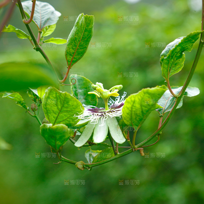 百香果产地