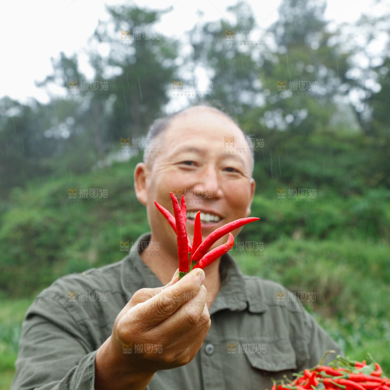 小米辣采摘