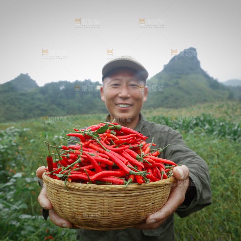 小米辣采摘
