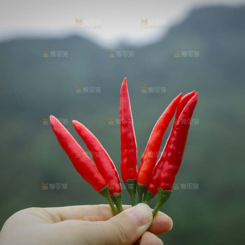 小米辣采摘
