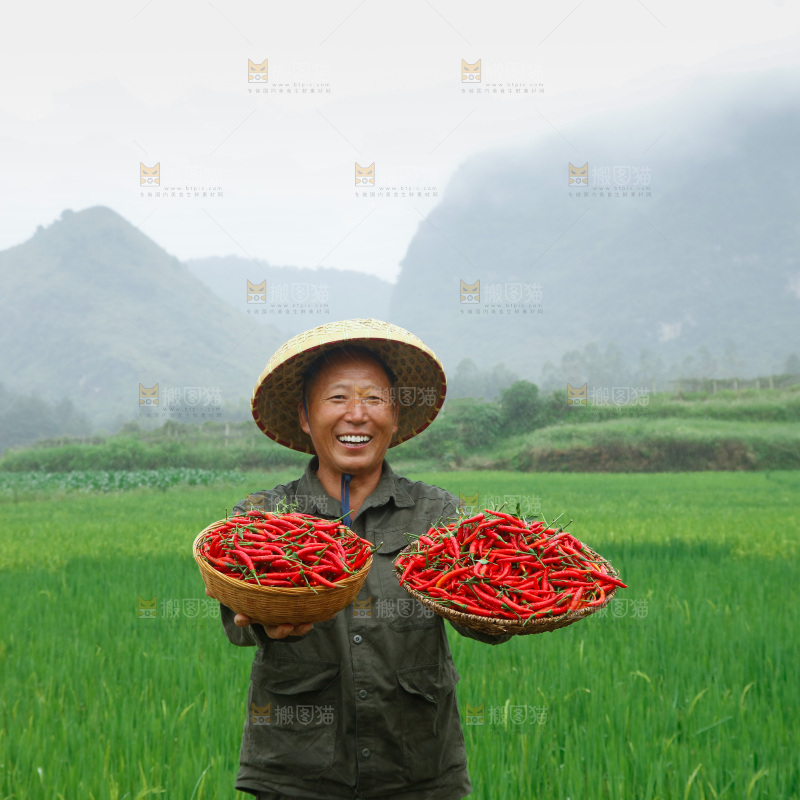 小米辣采摘