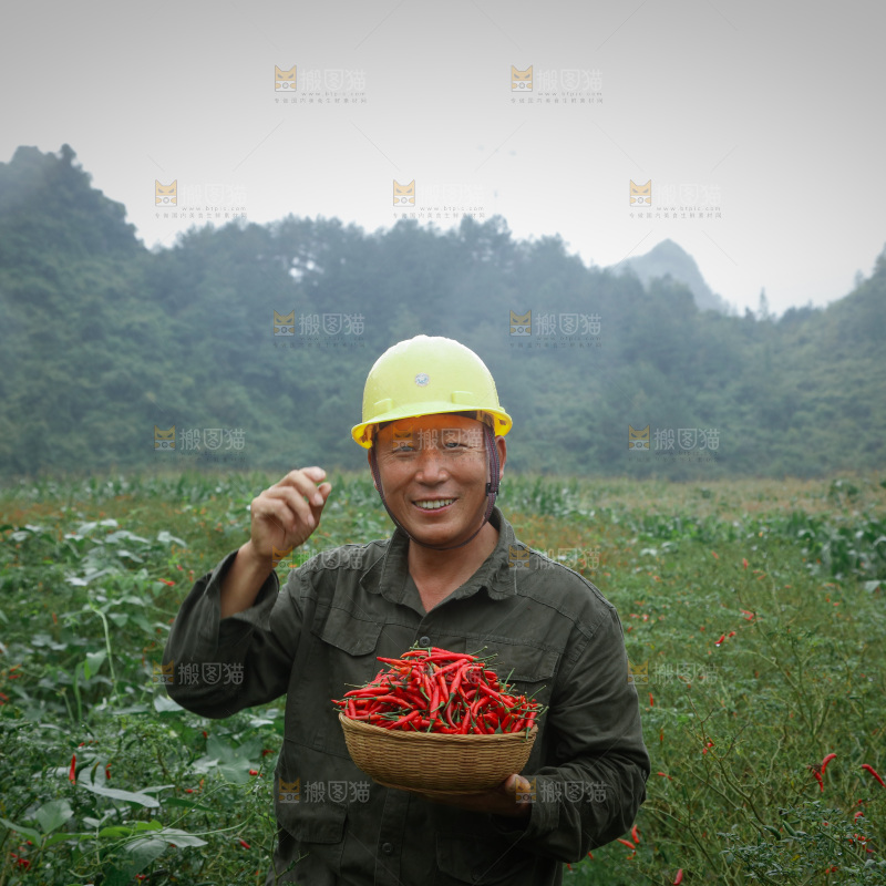 小米辣采摘