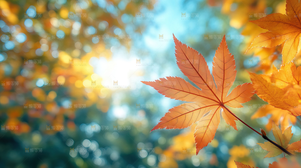 秋日落叶景观场景建筑素材