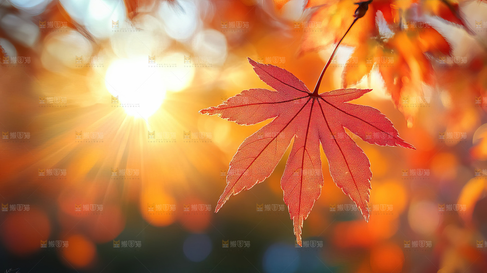 秋日落叶景观场景建筑素材