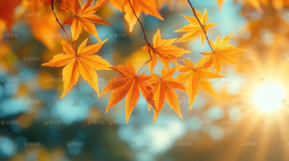 秋日落叶景观场景建筑素材