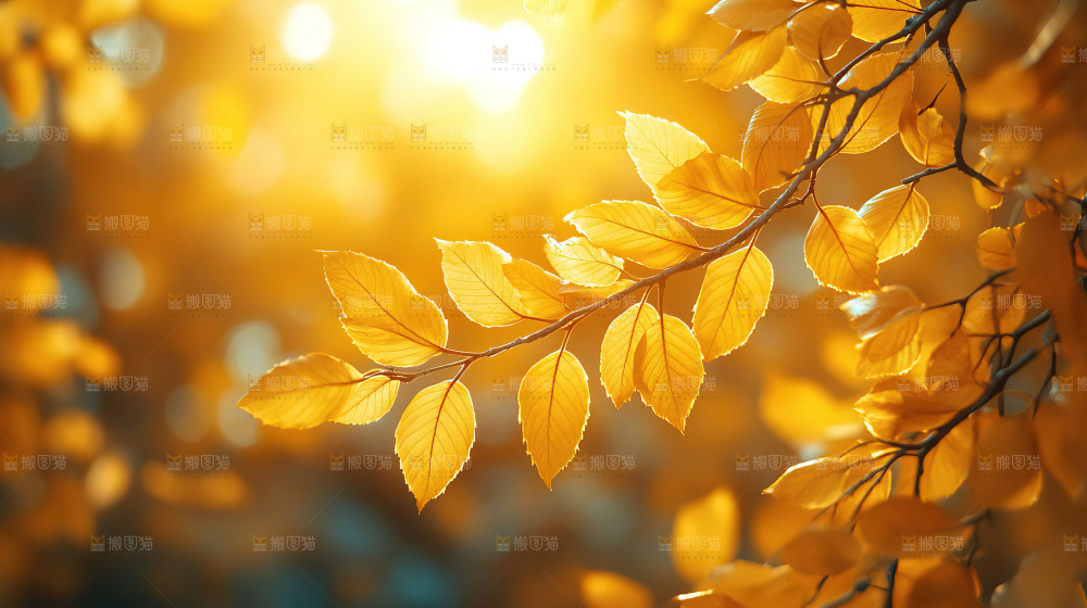 秋日落叶景观场景建筑素材