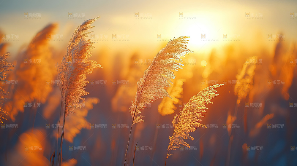 秋日芦苇自然风景合集