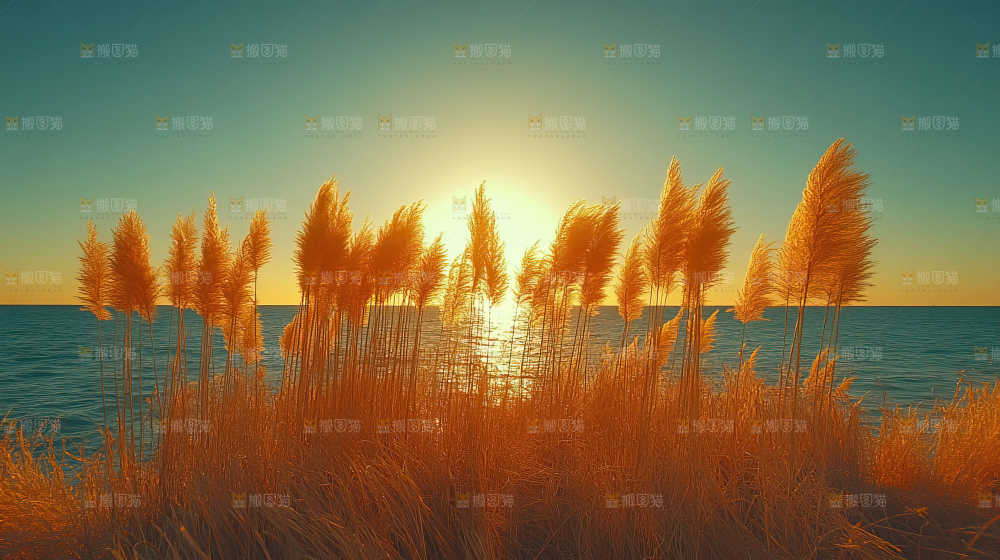秋日芦苇自然风景合集