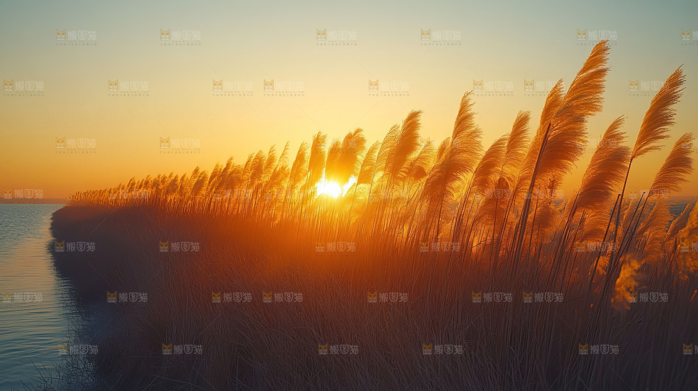 秋日芦苇自然风景合集