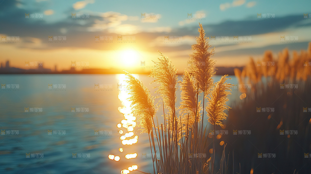 秋日芦苇自然风景合集