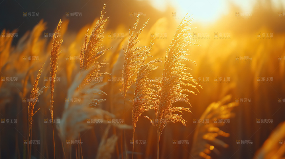 秋日芦苇自然风景合集