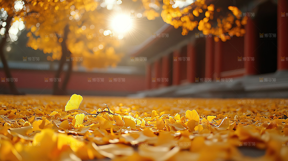 秋日落叶景观场景建筑素材