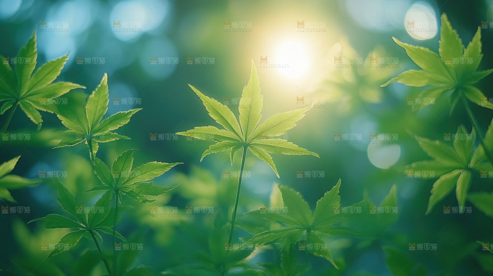 阳光光晕绿色自然生命希望