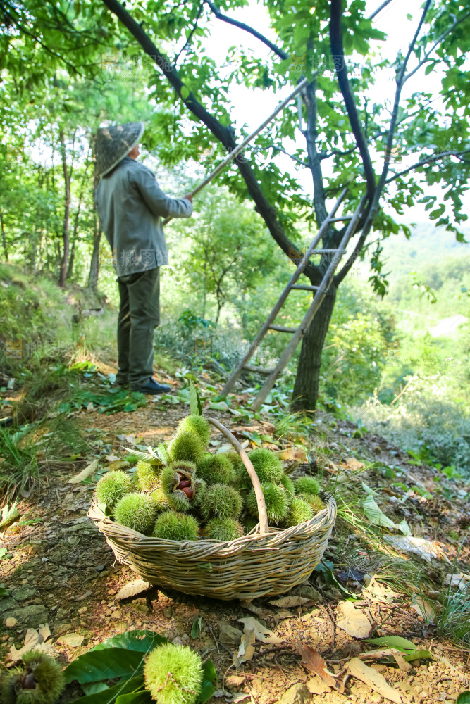 板栗产地