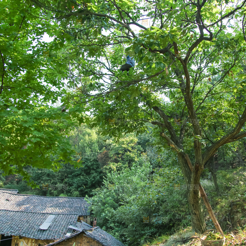 板栗产地