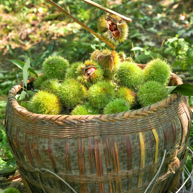 板栗产地
