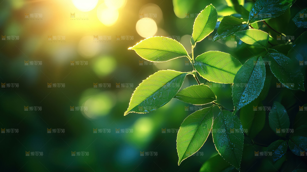 夏日阳光光晕绿色自然生命希望