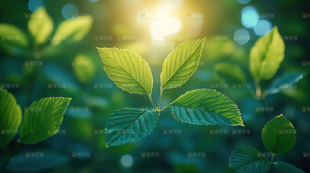 夏日阳光光晕绿色自然生命希望
