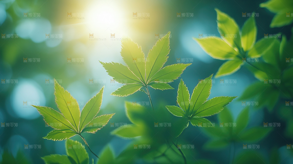 夏日阳光光晕绿色自然生命希望