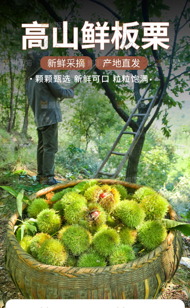 板栗详情页